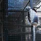 Duke Lemur Center 2016